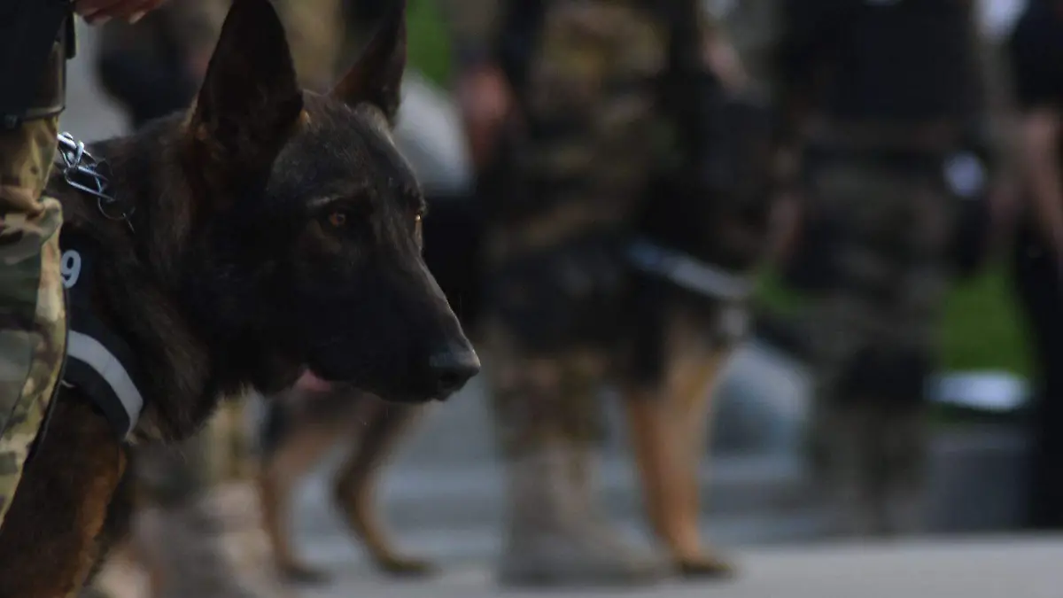 Binomios-caninos-generan-vínculos
