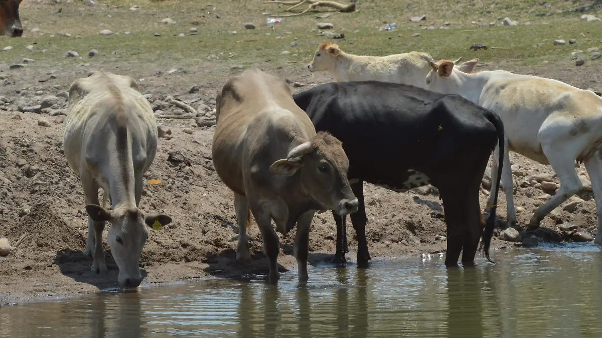 Ganado Jesus Gutierrez El Sol de Irapuato (3)