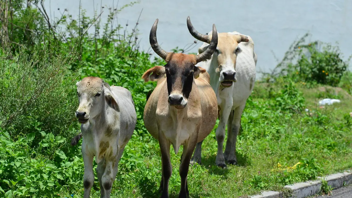 Clúster-de-Alimentos