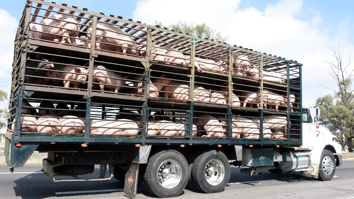 Clúster-de-Alimentos