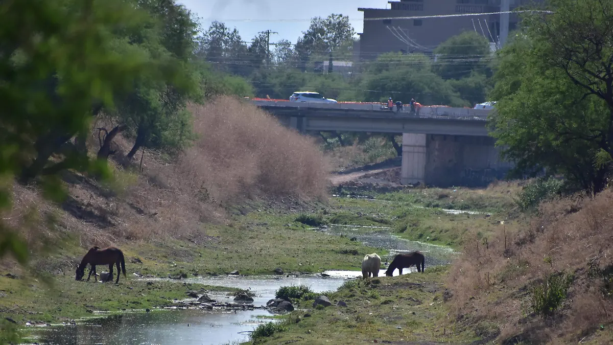 RIO SILAO.- RICARDO SANCHEZ.- EL SOL DE IRAPUATO (6)
