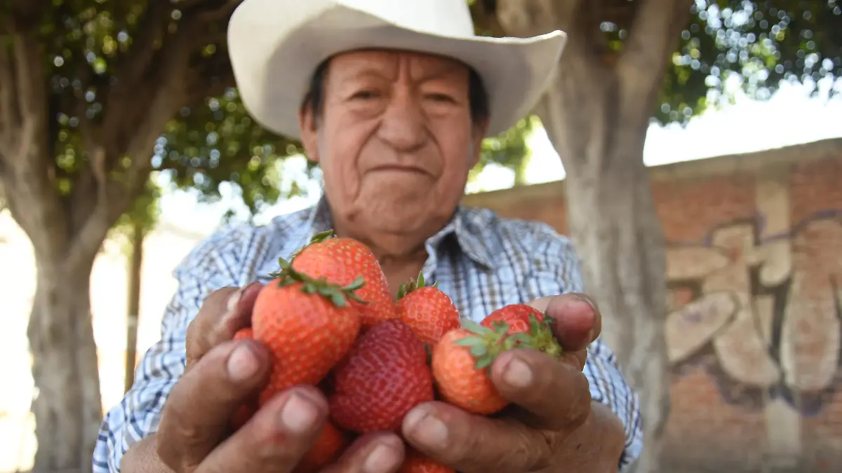 Mercado de la fresa Jesus Gutierrez El Sol de Irapuato (2)