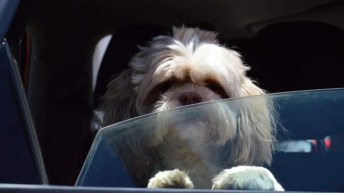 Hotel para perros Jesus Gutierrez El Sol de Irapuato (1)