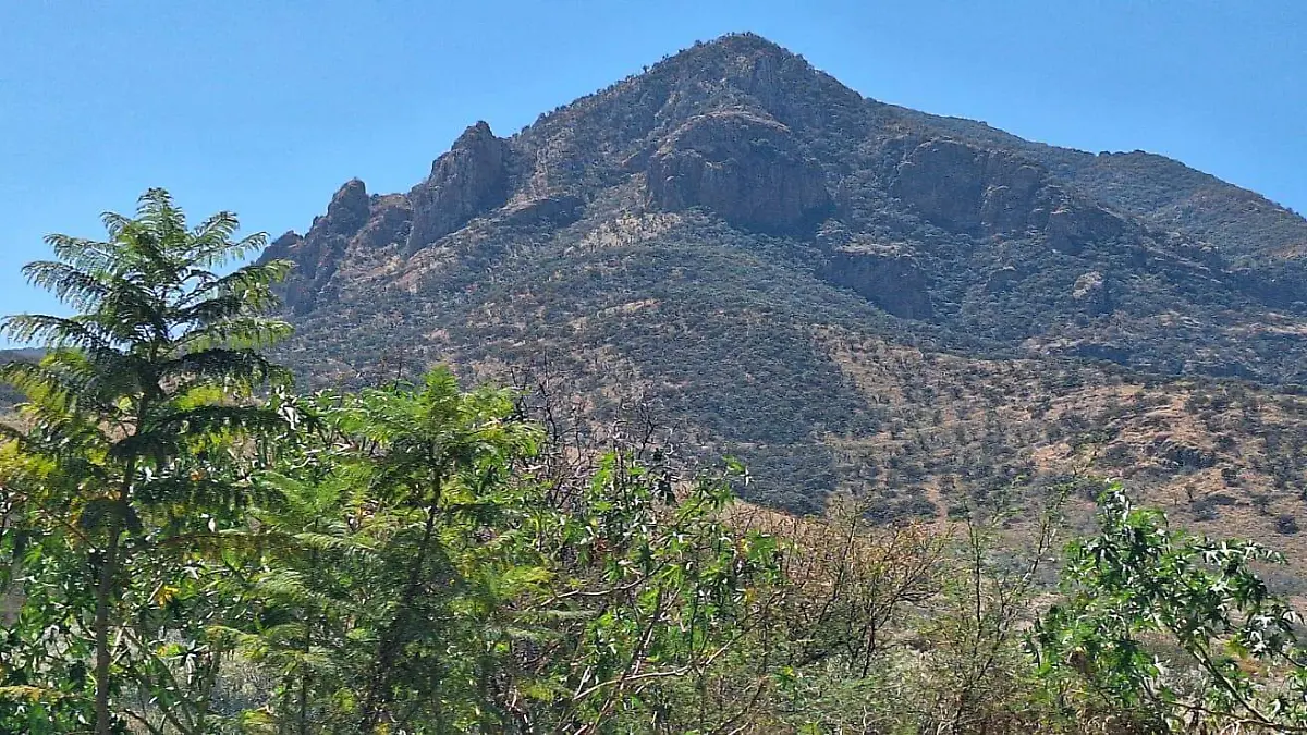 CUERAMARO Brigadas forestales (1)