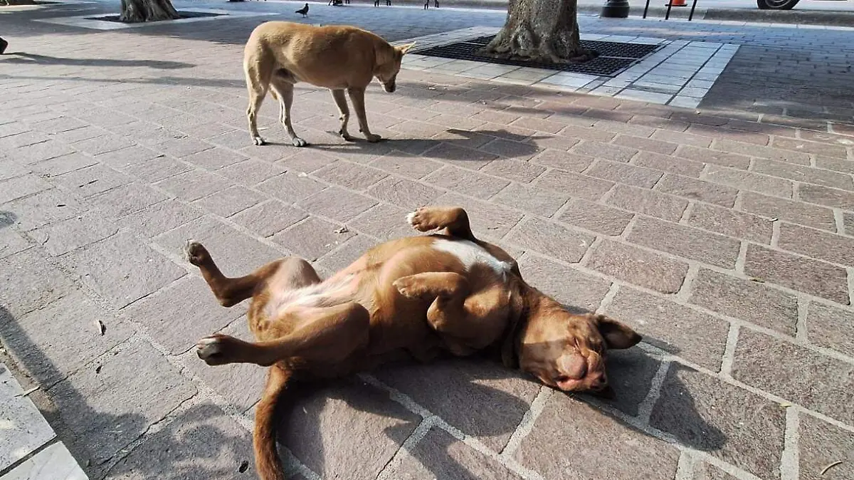 PENJAMO Perros Callejeros (6)