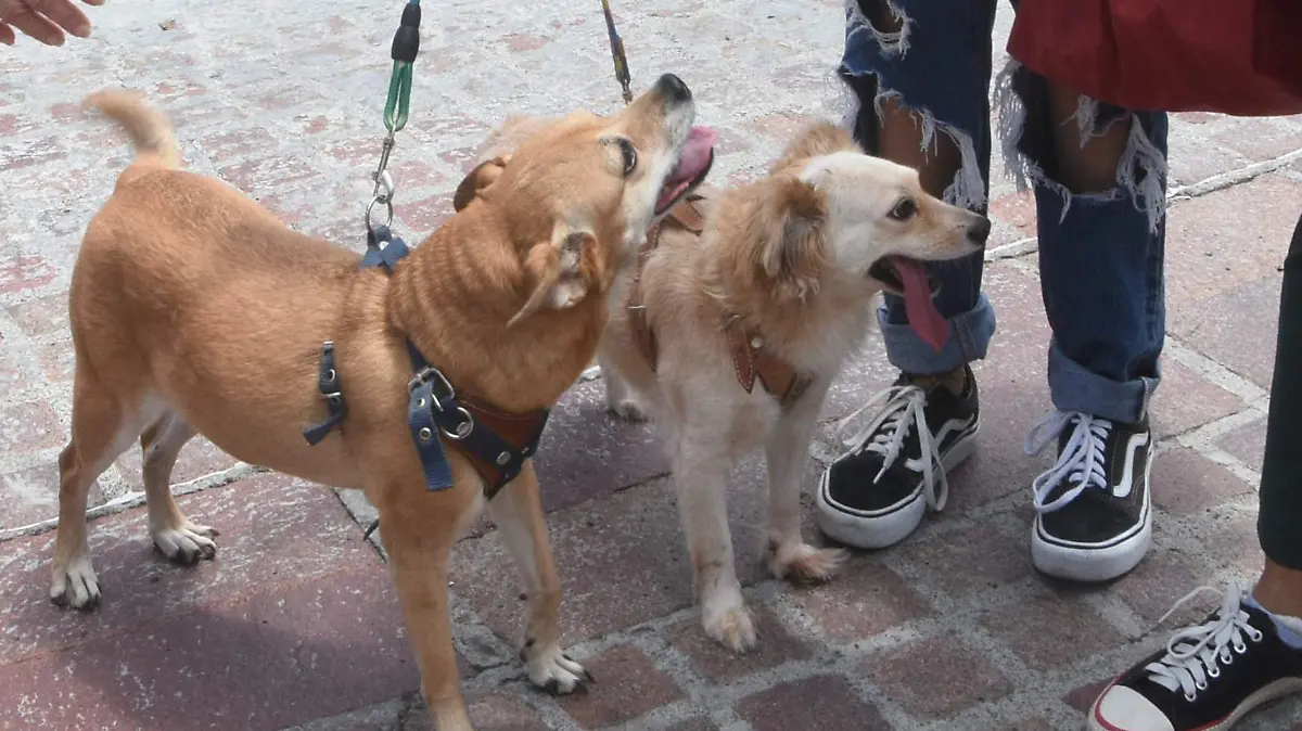 Perros Jesus Gutierrez El Sol de Irapuato (1)