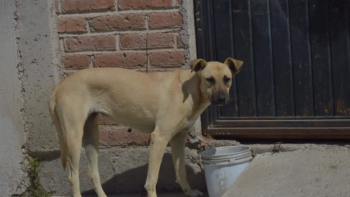 PERROS JESUS GTZ EL SOL DE IRAPUATO (2)