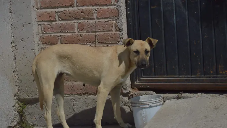 PERROS JESUS GTZ EL SOL DE IRAPUATO (2)