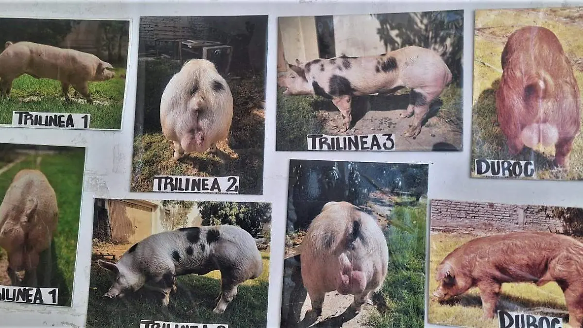 PENJAMO Porcicultores 5
