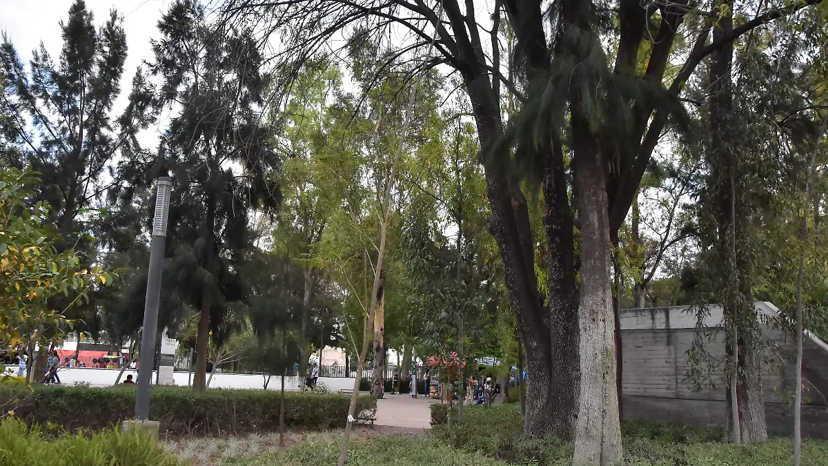 ARBOLES IREKUA.- RICARDO SANCHEZ.- EL SOL D IRAPUATO (1)