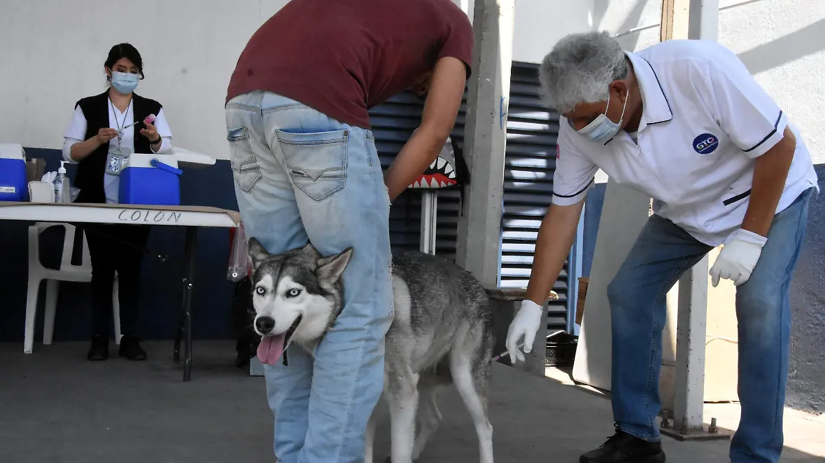 VACUNACION CANINA l JESUS GTZ - EL SOL DE IRAPUATO (4)