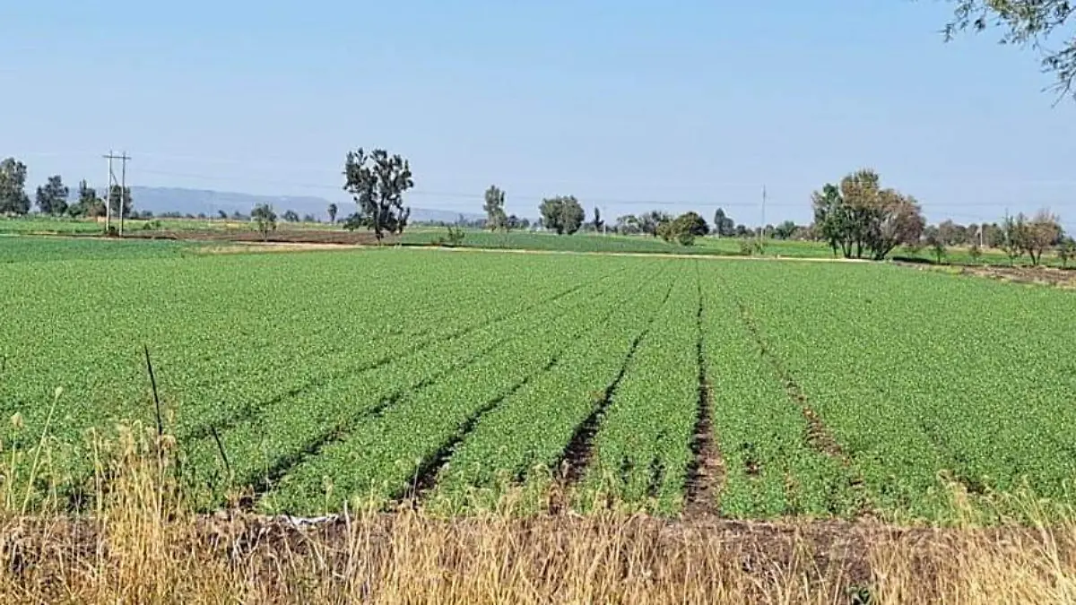 HUANIMARO Seguro lluvias (2)