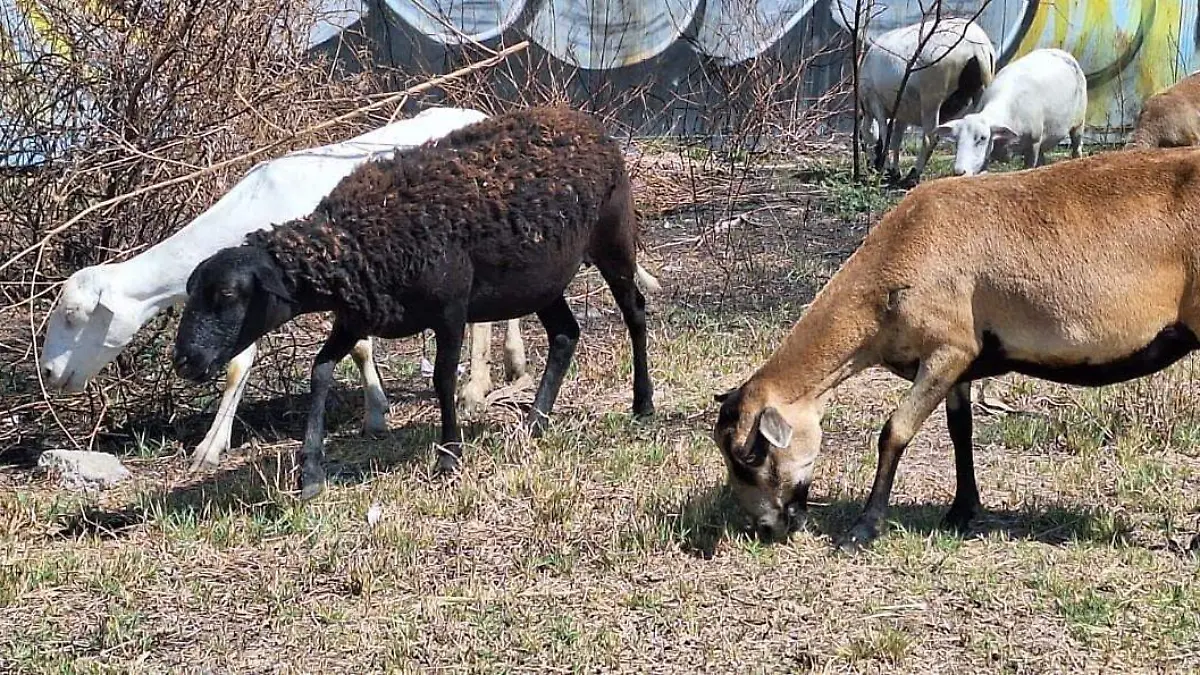 HUANIMARO Gusano barrenador (2)