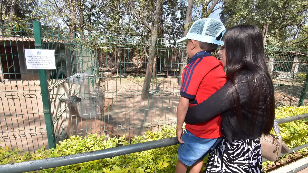 ZOO IRA.- RICARDO SANCHEZ.- EL SOL DE IRAPUATO (5)