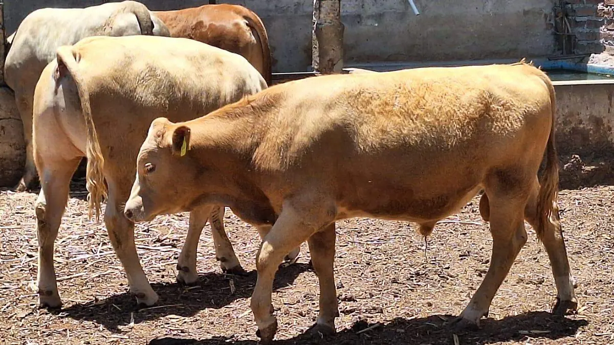 ABASOLO Gusano Barrenador (2)