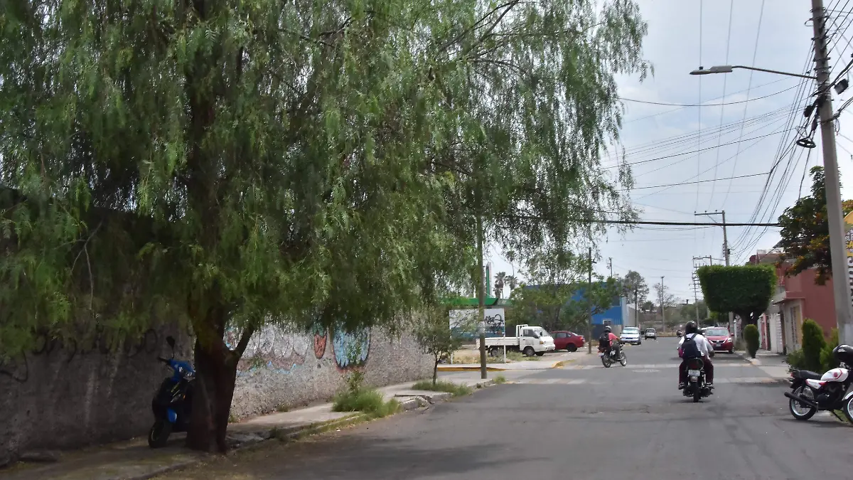 ARBOLES.- RICARDO SANCHEZ.- EL SOL DE IRAPUATO (1)