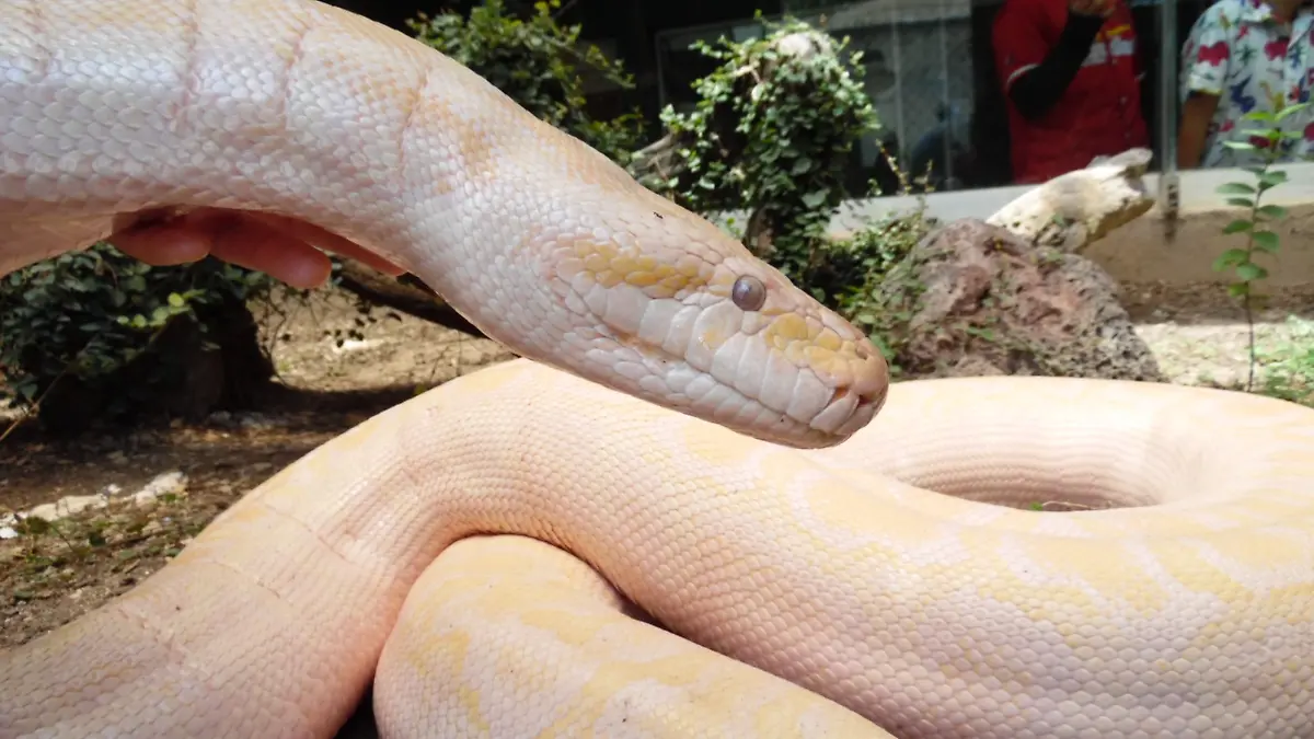 zooira piton albina 
