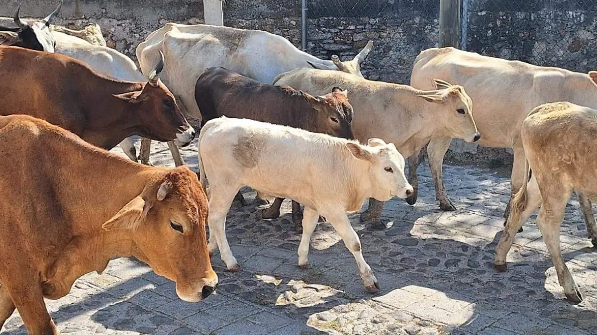 HUANIMARO Gusano Barrenador (4)