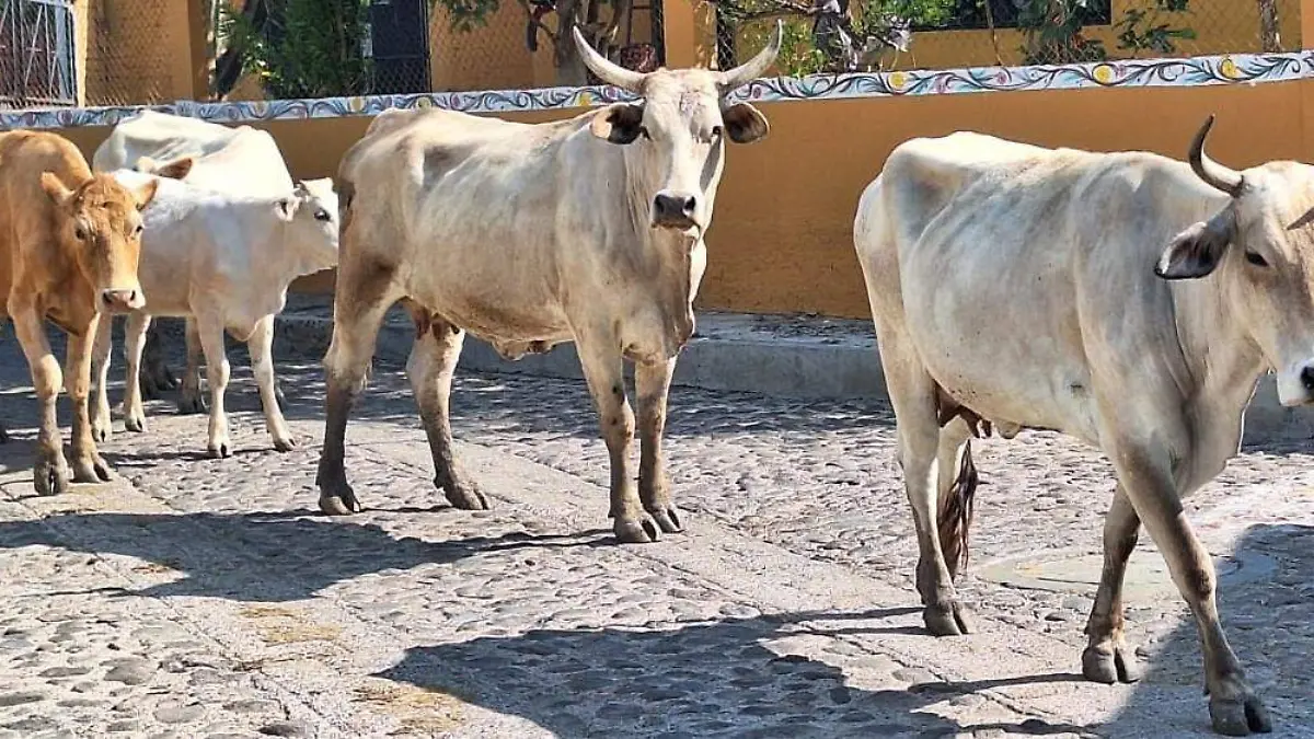 HUANIMARO Gusano Barrenador (1)