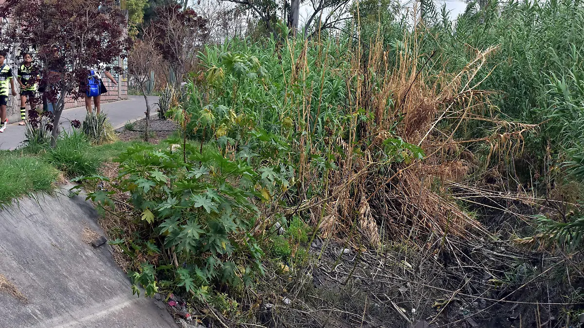 ARBOLES Y GONZALO GUERRERO.- RICARDO SANCHEZ.- EL SOL DE IRAPUATO (4)