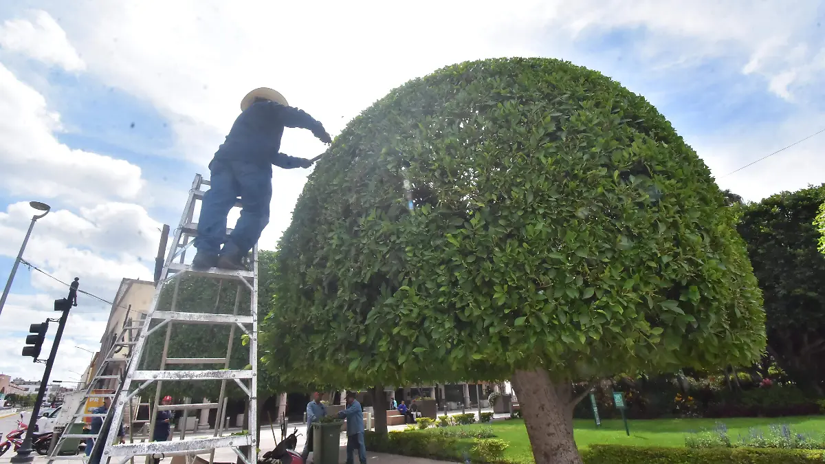 ARBOLADO