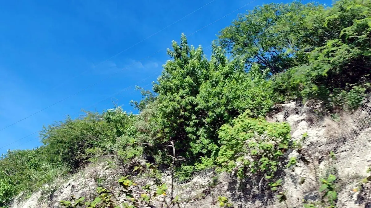 ARBOLES (6)