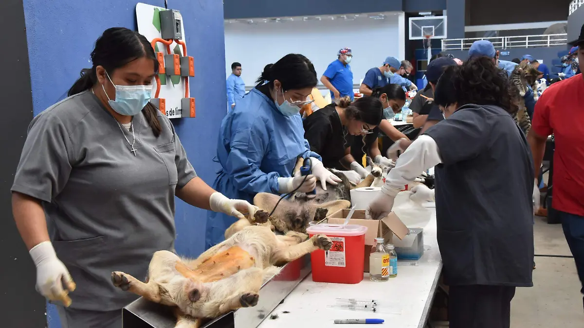 CUERAMARO Esterilización de perro y gatos (1)