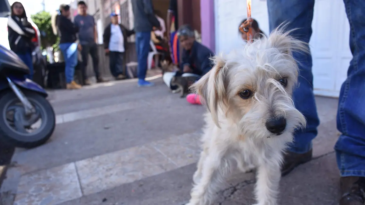ESTERELIZACION (3)