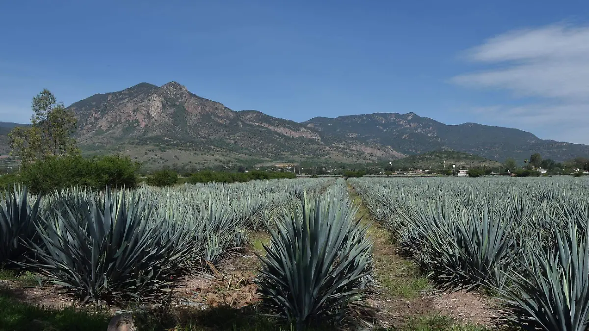 PENJAMO Corralejo de Hidalgo agaves (1)