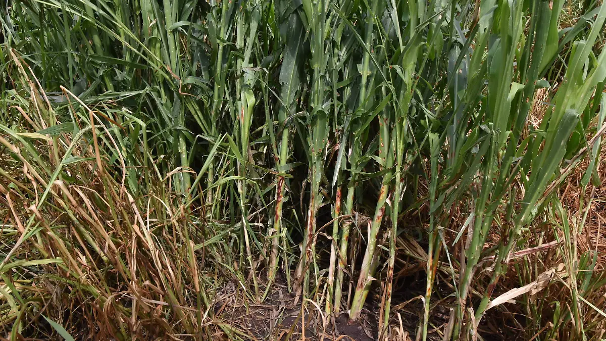 CUERAMARO Desarroloo agropecuario