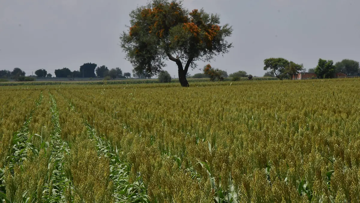 HUANIMARO Sin afectaciones por lluvias (4)