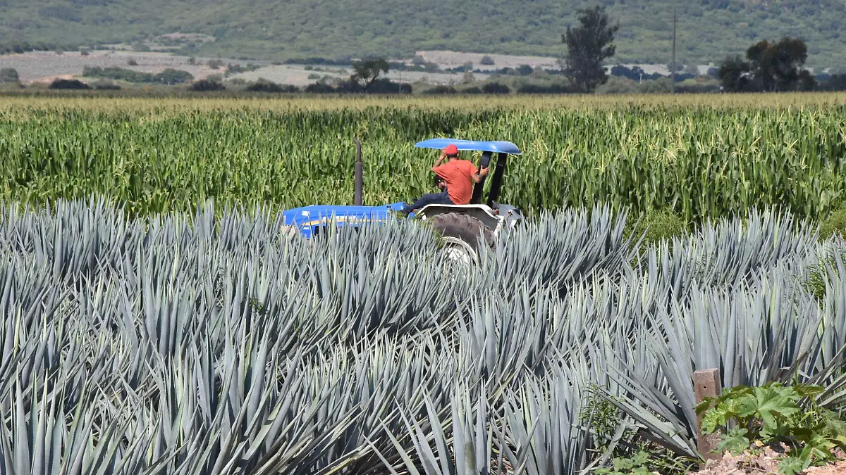 CUERAMRO Campo recursosHumberto (1)