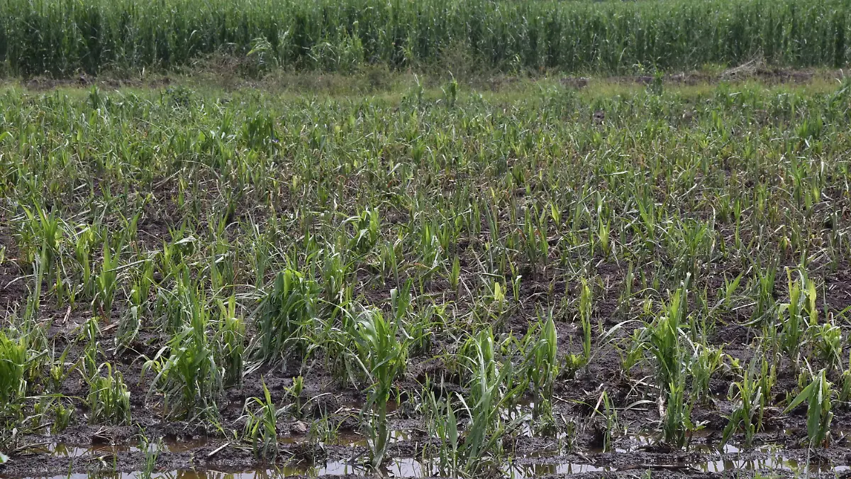 PENJAMO Joaquin agricultor (1)