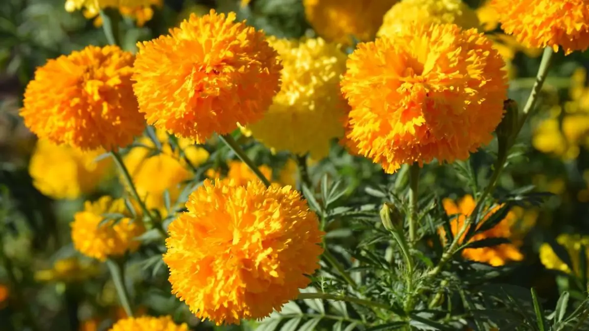 Flor de Cempasúchil