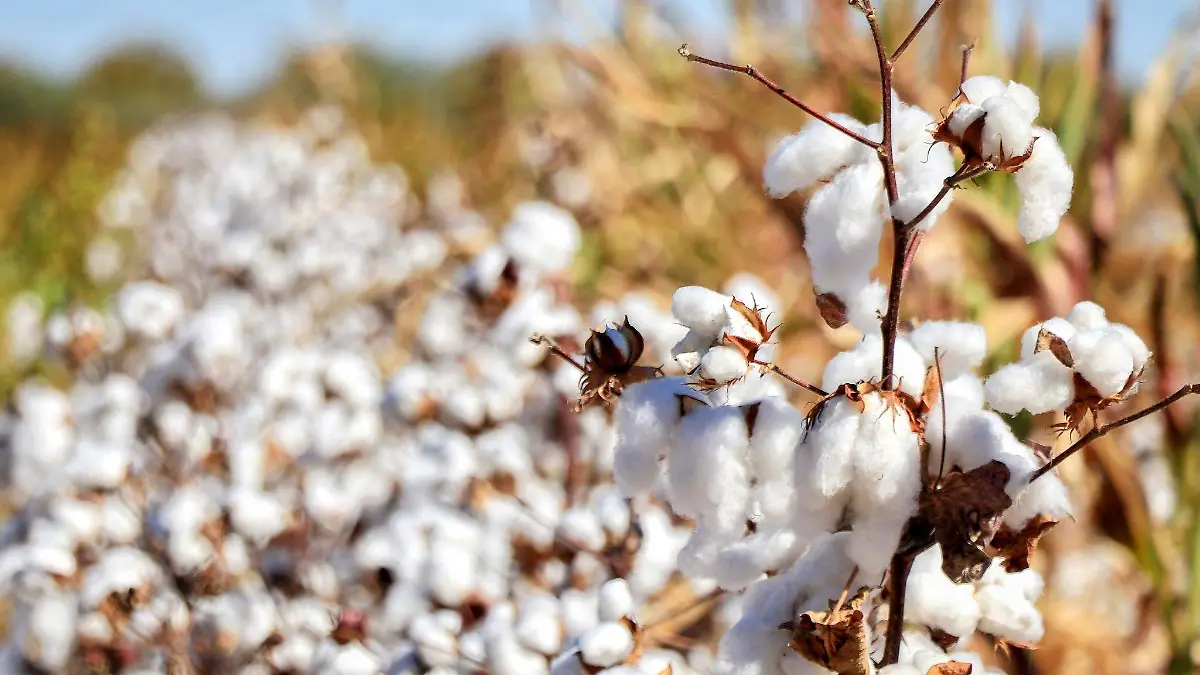 Algodón 2