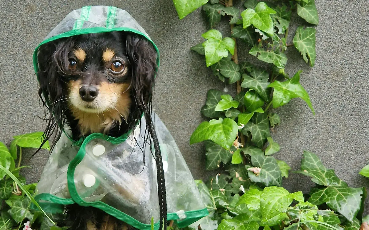 pexels-mvntlie-16890528