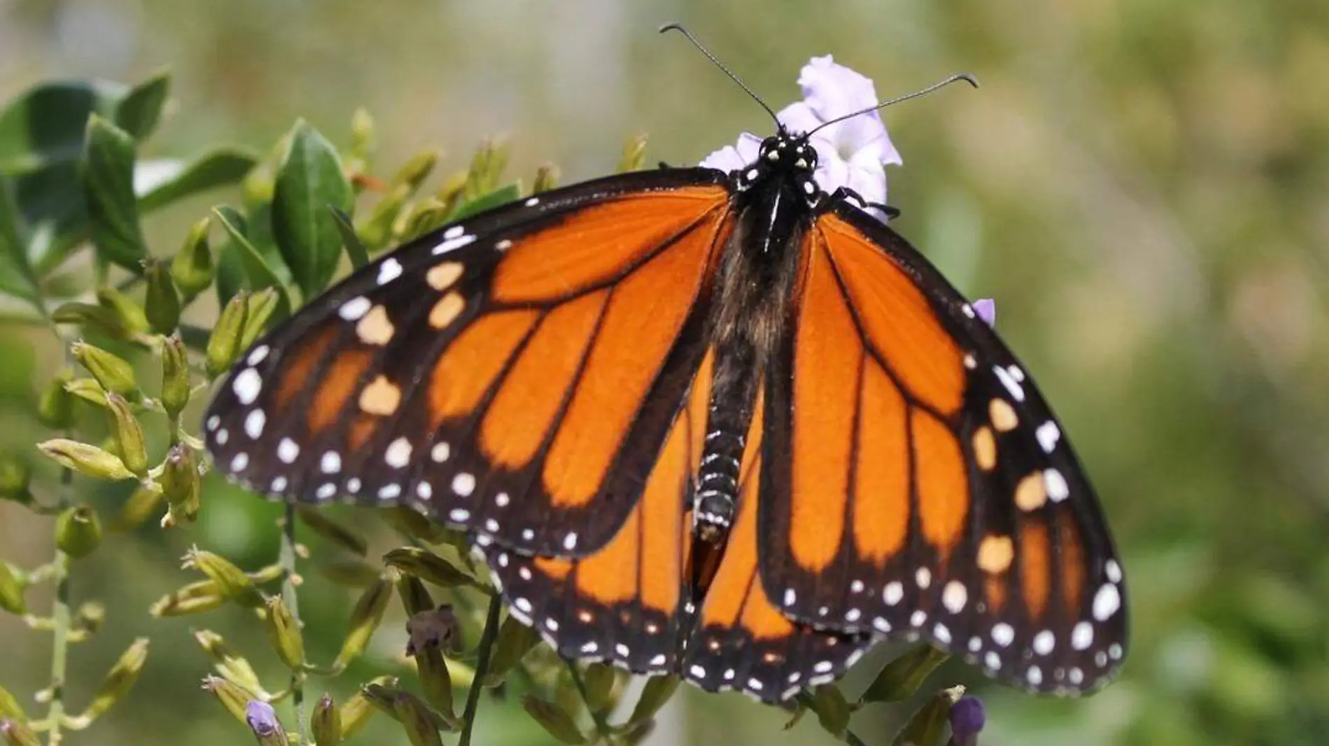 Mariposa Pinocho