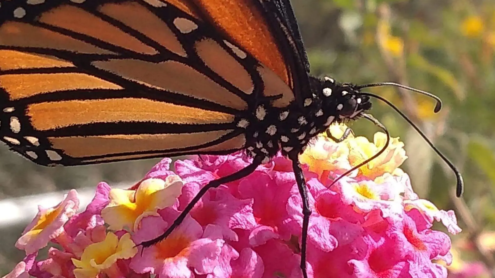 Mariposa Pinocho