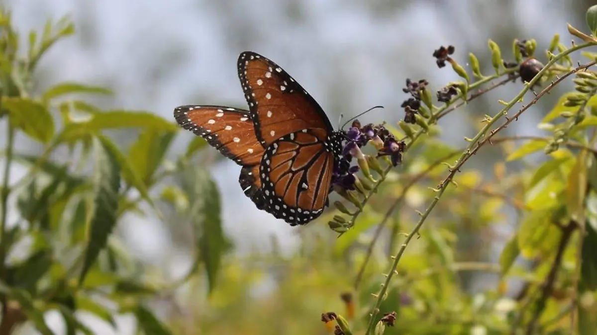 Mariposa