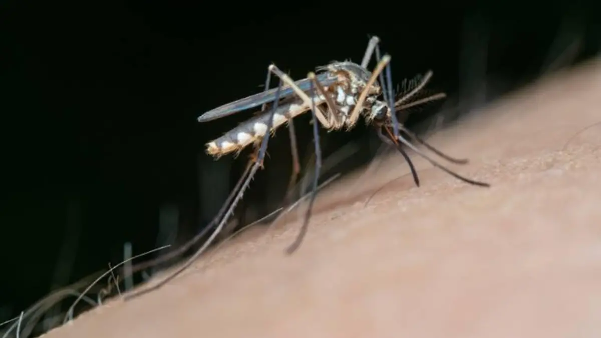 dengue