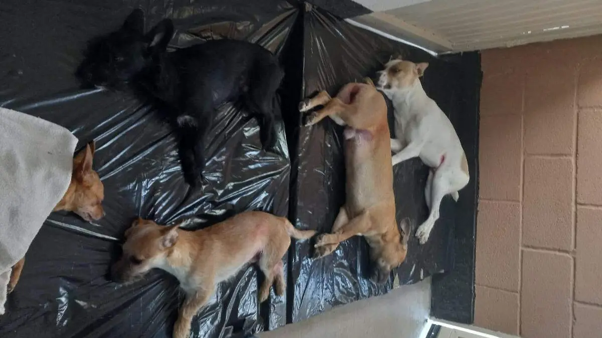 perros-esterilización