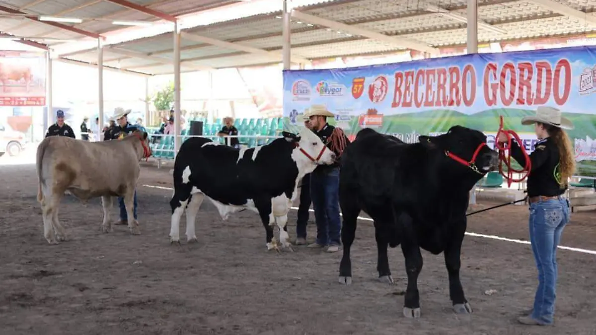 becerro-gordo