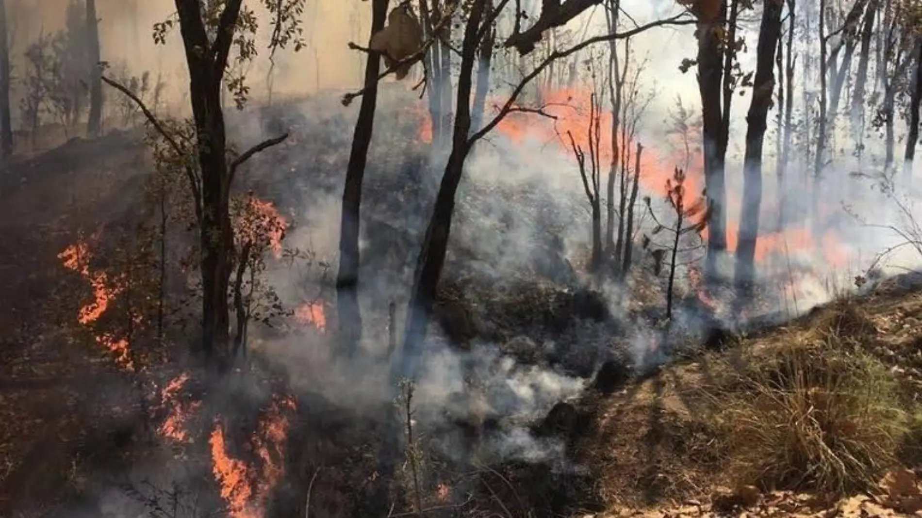 incendio-forestal-en-Coahuila