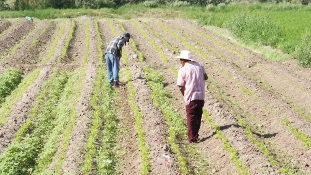 campesinos