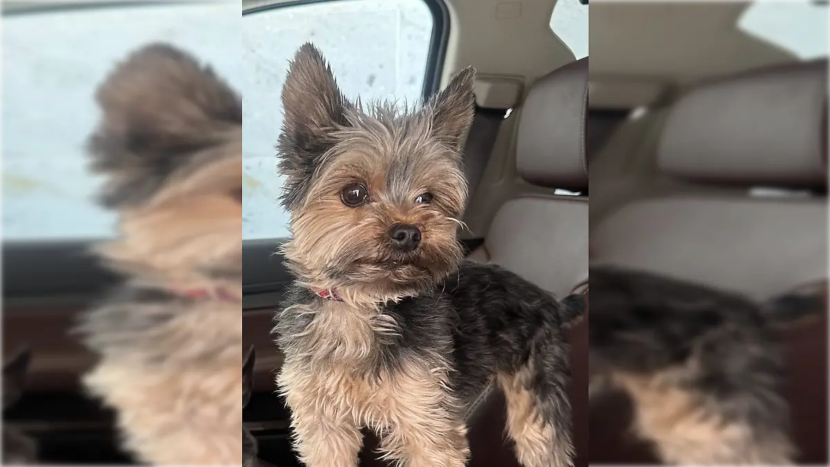 Teo perrito muerto en hotel canino