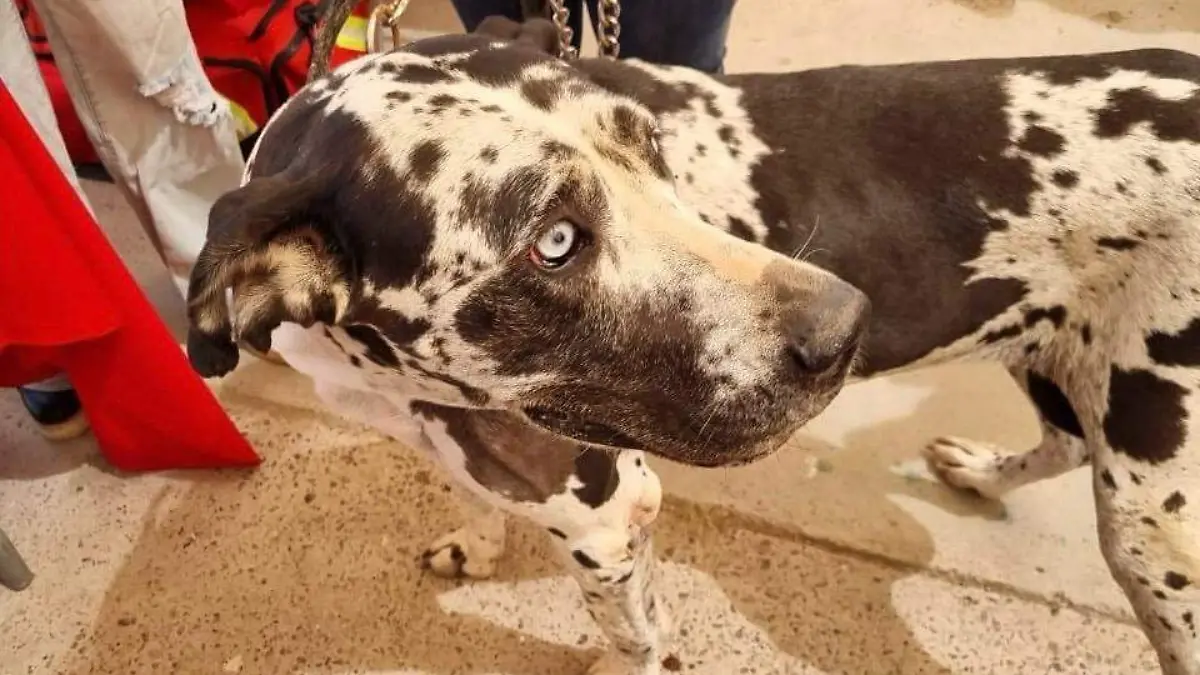 WhatsApp Image 2024-09-18 at 11.33.44