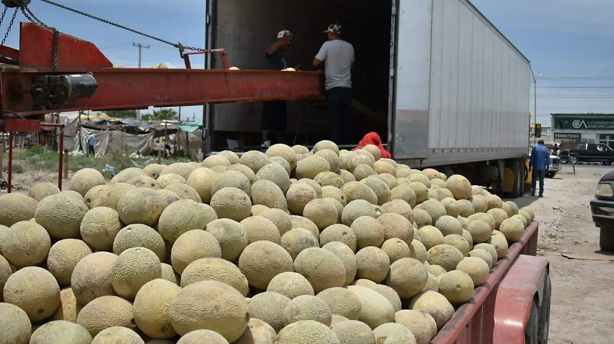 producción de melón