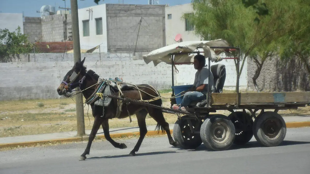 Avanza la realización del censo de carromatos, a fin de identificarlos con placas de circulación especiales