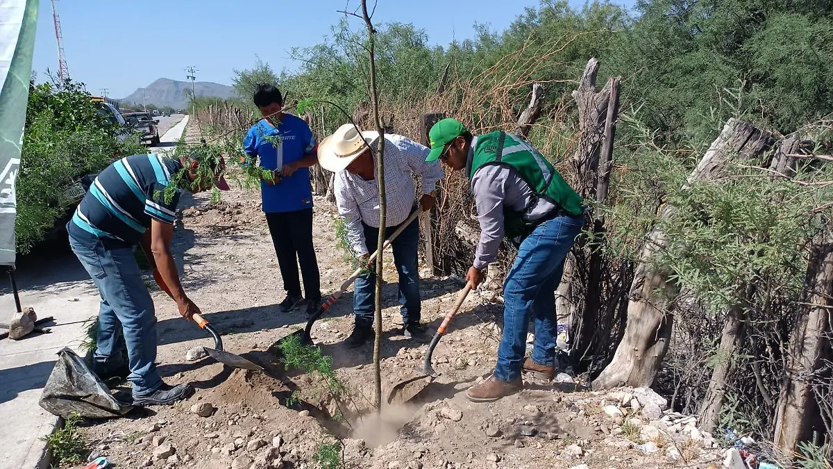 reforestación