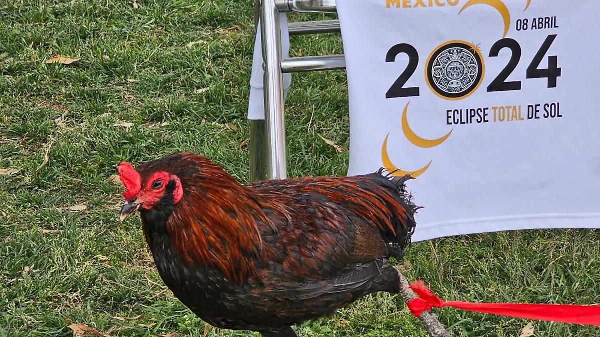 Un pequeño gallo colorado, identificado como el "Diablo" llamó la atención entre quiénes acudieron al Bosque Urbano a observar el eclipse